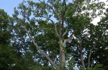 Tree branches towering above Innovation House in Magnolia, Massachusetts. (Photo by Ari Greve.)