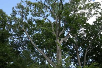 Tree branches towering above Innovation House in Magnolia, Massachusetts. (Photo by Ari Greve.)