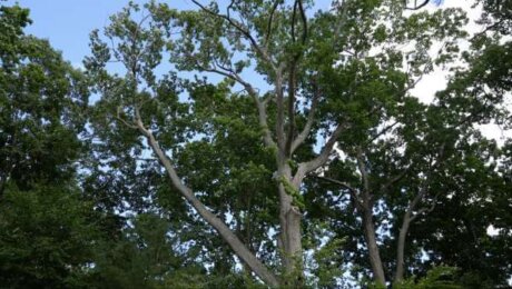 InnovationHouseBranch2 Tree branches towering above Innovation House in Magnolia, Massachusetts. (Photo by Ari Greve.)