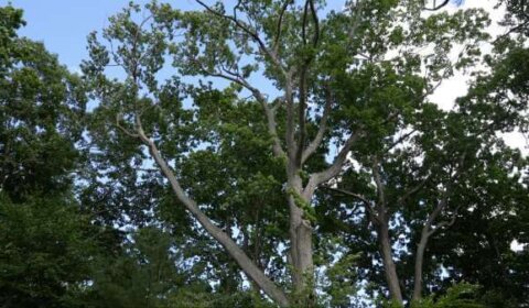 Tree branches towering above Innovation House in Magnolia, Massachusetts. (Photo by Ari Greve.)